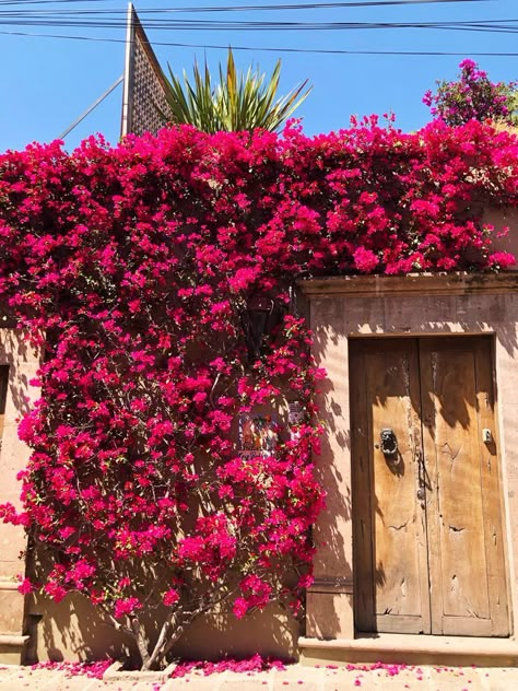 Bougainvillea Colors, House Front Garden, Front Garden Design Ideas, Climbing Flowers, Front Garden Design, Plants Decor, Garden Design Ideas, Outdoor Gardens Design, House Plants Decor