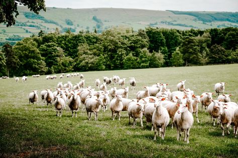 Sheep Milk Butter, Sheeps Milk Cheese, Cheese Benefits, Mini Homestead, Raising Sheep, Milk Industry, Sheep Milk, Yogurt Benefits, Milk Benefits