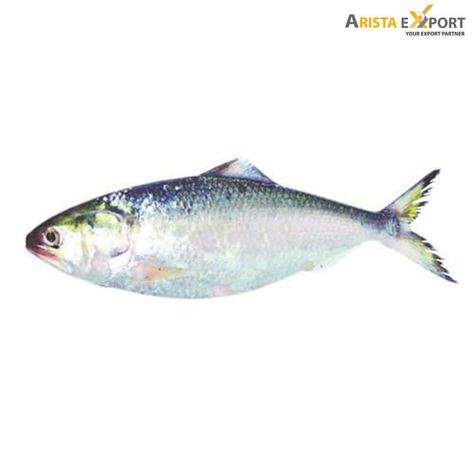 Hilsa Fish, River Fish, Bay Of Bengal, All Fish, Indian River, River Fishing, Fish Farming, Sea Food, Freshwater Fish