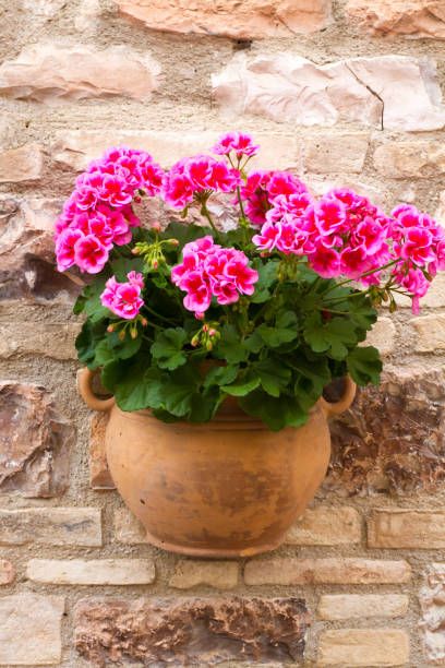 Pretty Pink Geraniums in Terracotta Pot on Stone Wall, Italy Geraniums In Pots Ideas, Pink Geraniums In Pots, Geraniums In Containers, Geranium Planters, Geraniums In Pots, Geraniums Garden, Summer Planter, Potted Geraniums, Lotus Flower Pictures