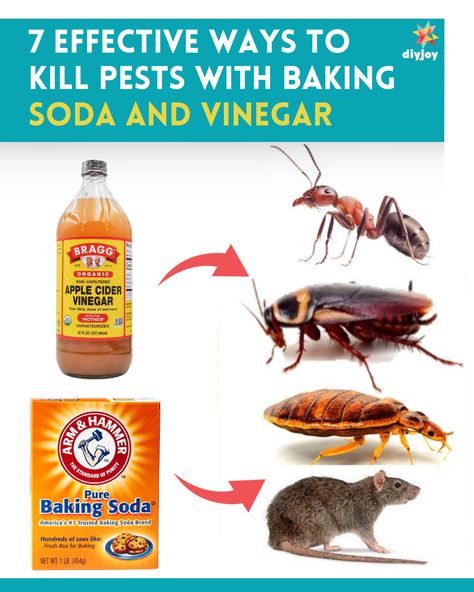 a bottle of apple cider vinegar and a box of baking soda beside a group of insects Baking Soda In Gardening, How To Get Rid Of Cockroaches Fast Diy, Natural Pest Control For Home, Cockroaches How To Get Rid Of, Roaches Get Rid Of Diy, Diy Mice Repellent, Ant Killer Recipe, Cockroach Repellent, Repellent Diy