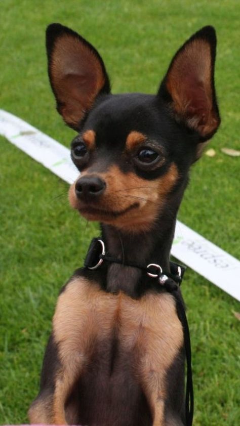 Russkiy Toy, Russian Toy Terrier, Miniature Pinscher Puppy, Mini Doberman, Toy Terrier, Miniature Pinscher Dog, Mini Pinscher, Min Pins, Pinscher Dog