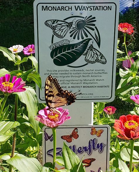 Monarch Waystation Garden, Monarch Butterfly Garden Design, Monarch Garden Design, Monarch Waystation Design, Monarch Nursery, Monarch Waystation, Monarch Butterfly Habitat, Monarch Garden, Raising Monarch Butterflies