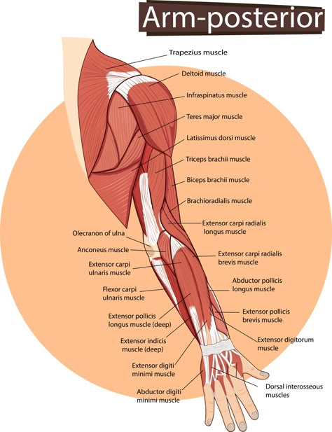 Forearm Anatomy, Triceps Brachii Muscle, Upper Limb Anatomy, Body Muscle Anatomy, Muscle Diagram, Arm Anatomy, Human Muscle Anatomy, Forearm Muscles, Human Body Anatomy