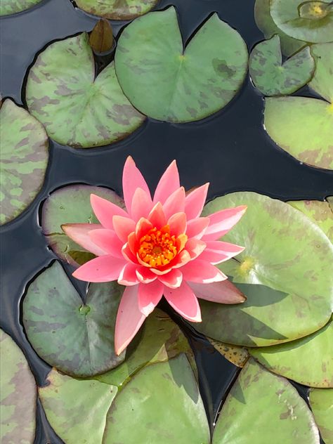 Lilypad Photography, Koi Fish Drawing Tattoo, Surface Illustration, Koi Fish Drawing, Lotus Flower Pictures, Water Lilly, Scenery Photography, Fish Drawings, Lily Pond