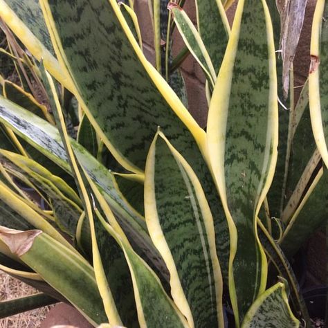 Snake Plant Varieties, Oregano Plant, Sansevieria Cylindrica, Ward Off Evil Spirits, Human Environment, Custom Sheds, Sansevieria Trifasciata, Plant Varieties, The Holy Bible