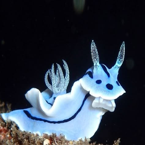 Sea Slug Aesthetic, Interesting Sea Creatures, Rare Fursona Species, Nudibranch Art, Nudibranch Photography, Blue Nudibranch, Chromodoris Willani, Cool Sea Creatures, Creature Marine