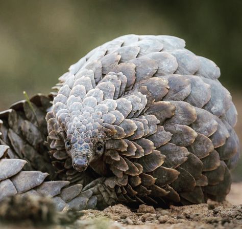 February 18 - World Pangolin Day (conservation_beyond_borders) Pangolin Aesthetic, Nursery Games, Petting Zoo, Random Art, Zoo Animals, Frogs, Mammals, Borders, Art Ideas