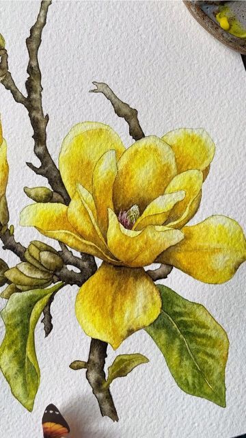 Floral Illustrations Botanical, Yellow Flower Painting, Magnolia Watercolor, Yellow Magnolia, Loose Watercolour, Flowers Watercolour, Easy Flower Painting, Flowers To Paint, Botanical Flower Art