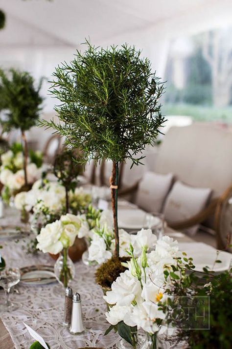 Rosemary Topiary Centerpiece- so chic! Rosemary Centerpiece Ideas, Topiary Tablescape, Rosemary Topiary, Topiary Wedding, Topiary Centerpieces, Potted Herbs, Plant Centerpieces, Tall Centerpiece, Green Centerpieces