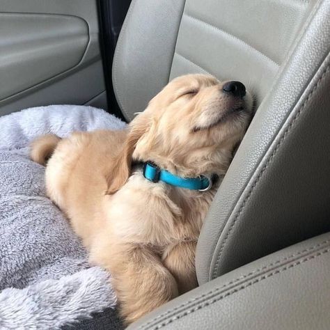 Golden Labrador, Happiness Challenge, Labrador Retriever Puppies, Lady Bugs, Retriever Puppy, Cute Dogs And Puppies, Cute Animal Photos, Golden Retrievers