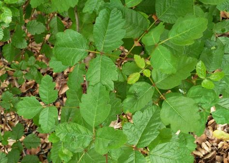 How to Get Rid of Poison Oak in Your Yard Safely Poison Oak Remedies, Poison Oak Plant, Itchy Rash, Poison Oak, Gardening Trends, Poisonous Plants, Flower Farmer, Small Space Diy, Soil Health