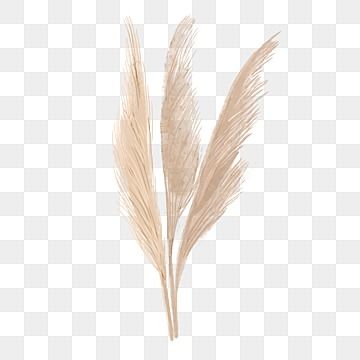 pampas grass,watercolor,plant,wedding,wedding plant,grass,color,flower arrangement,pampas grass Pampas Grass Watercolor, Grass Photoshop, Grass Watercolor, Plant Wedding, Plant Png, Wedding Borders, Wedding Plants, Transparent Watercolor, Wedding Card Frames