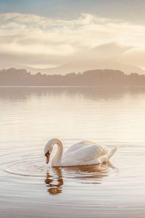 Swan Pictures, Swan Wallpaper, White Swan, Arte Inspo, Swan Lake, Nature Aesthetic, New Wall, Scenery Wallpaper, Ocean Waves