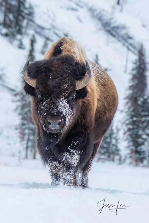 Buffalo Photography, Buffalo Pictures, Bison Photography, Yellowstone Winter, Bison Photo, Buffalo Animal, Bison Art, Buffalo Art, Large Format Photography