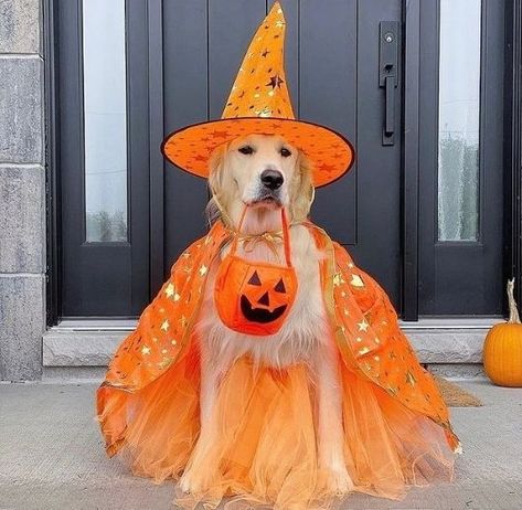 Golden Retriever Halloween Golden Retriever Halloween Costume, Fall Dog Photos, Golden Halloween, Cutesy Halloween, Cute Dog Halloween Costumes, Dog Halloween Outfits, Puppy Halloween Costumes, Golden Retriever Halloween, Halloween Pets