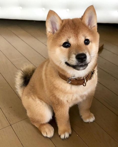 Shiba Puppy, Shiba Inu Puppy, Shiba Inu Dog, Baby Animals Pictures, Smart Dog, Puppies Funny, Cute Dogs And Puppies, Baby Dogs, Shiba Inu