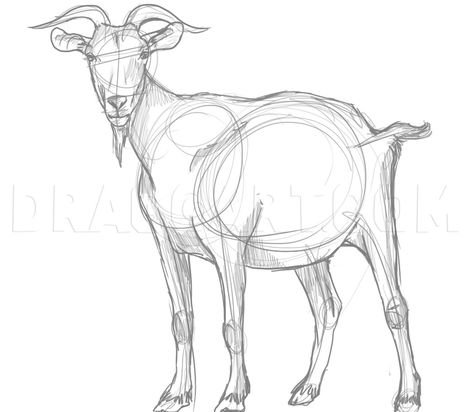 Goat Drawings, Draw A Goat, Goat Drawing, Goat Paintings, Goat Art, Billy Goat, Cartoon Drawing Tutorial, Cute Goats, A Goat