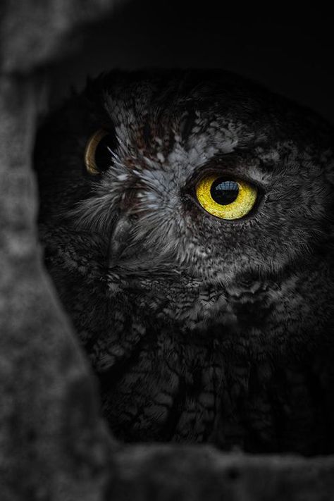 Owl Aesthetic, Regard Animal, Eastern Screech Owl, Nocturnal Birds, Black Owl, Screech Owl, Owl Collection, Hoot Owl, Owl Pictures