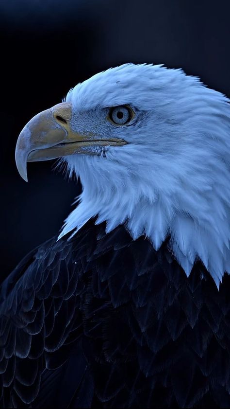 Egal Bird Wallpaper, Eagle Wallpaper Hd, Lil Uzi Vert Cartoon, Powerful Animals, Flag Pictures, American Flag Pictures, Independent Life, Cat Phone Wallpaper, Rose Flower Photos