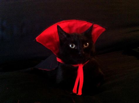 Dracula cat, Halloween costume Couple Halloween Costumes Black, Cute Dracula, Halloween Costumes Black, Costume For Cats, Dracula Costume, Pet Costumes Cat, Vampire Cat, Cat Halloween Costume, Vampire Costume