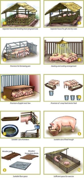 Pigs Farming Livestock, House Infographic, Pig Trough, Cattle Housing, Pig Shelter, Pig Feeder, Hog Farm, Raising Pigs, Raising Farm Animals