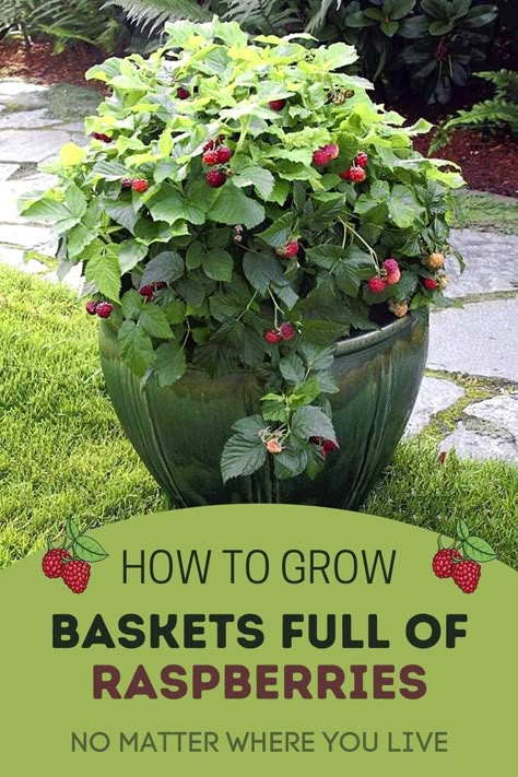 Growing raspberries in your own backyard has never been easier! Learn the tricks and tips for growing baskets full of fresh and juicy raspberries at home! Growing Container Vegetables, Grow Tomatoes In Pots, Strawberries In Containers Growing, Raspberry Container Garden, Potted Raspberry Bush, Grow Raspberries In Pots, Raspberry Plants In Pots, Raspberry Planter Ideas, Easy Fruits To Grow In Garden