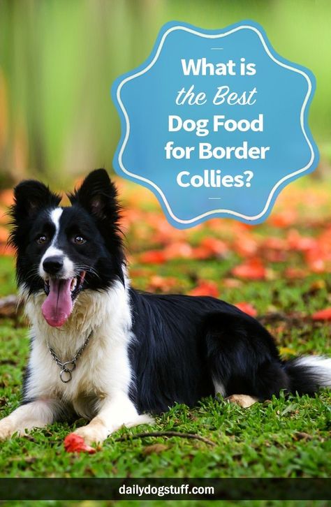 Care Border Collie Colors, Pure Breed Dogs, Dog Exercise, Herding Dogs, Border Collie Dog, Best Dog Food, Border Collies, Collie Dog, Homemade Dog Food