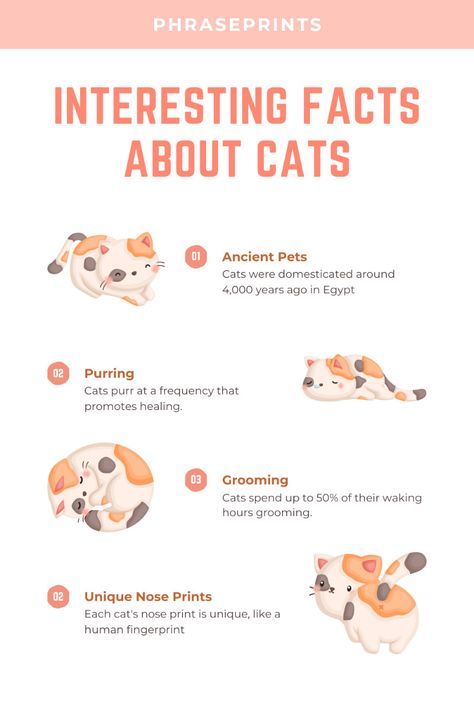 Cat Fun Facts, Cat Facts Interesting, Cat Owner Hacks, Cat Healing, Cat Knowledge, Fun Facts About Cats, Cat Lover Quote, First Time Cat Owner, Facts About Cats