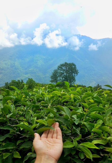 Tea Estate Photography, Mountain Photo Ideas, Trekking Photography, Mountain Trekking, Tea Estate, Travel Picture Ideas, Pic Poses, Night Food, Creative Advertising Design