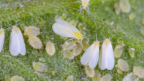 White Bugs On Plants, Bugs On Plants, Fly Remedies, Plants Pet Friendly, Natural Repellent, Organic Pest Control, Plant Pests, Mint Plants, Greenhouse Plants