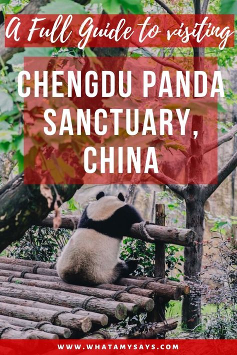 Panda Sanctuary, China Travel Destinations, Visit China, Giant Panda, Chengdu, China Travel, Beautiful Places To Travel, Panda Bear, Plan Your Trip