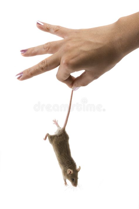 A Rat, Hand Holding, Bethlehem, Quality Images, Music Poster, Royalty Free Photos, New Pictures, Holding Hands, High Quality Images