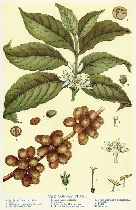 History Of Coffee, Coffee Plants, Illustration Book, Coffee Illustration, Coffee Plant, Illustration Botanique, Vintage Botanical Prints, Scientific Illustration, Antique Maps