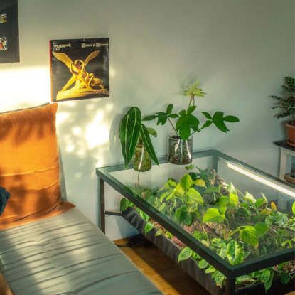 Indoor Greenhouse Ideas, Diy Indoor Greenhouse, Terrarium Table, Cold Frame Greenhouse, Greenhouse Diy, Coffee Table Plants, Plants In Jars, Tattoo Plant, Diy Table Top