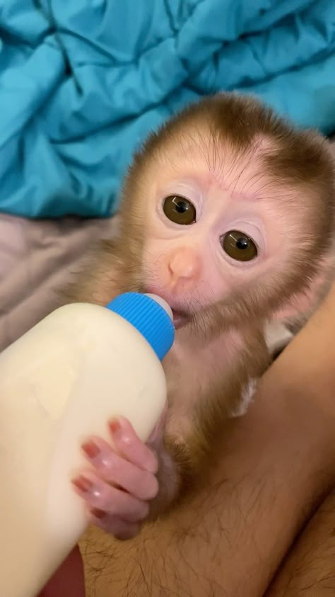 Monkey Baby | hello everyone ❤️❤️❤️❤️ #monkey #baby | Instagram Baby Pet Monkey, Pet Monkey Cute, Baby Monkeys Cutest, Monkey Pics, Rhesus Macaque, Monkey Pet, Monkey Cute, Macaque Monkey, Mini Monkey