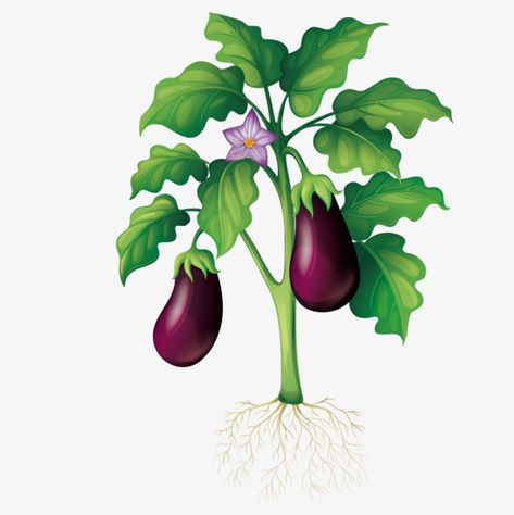 Eggplant Planting, Eggplant Picture, Planting Eggplant, Eggplant Tree, Eggplant Drawing, Eggplant Plant, Preschool Garden, Plant Cartoon, Fruit Crafts