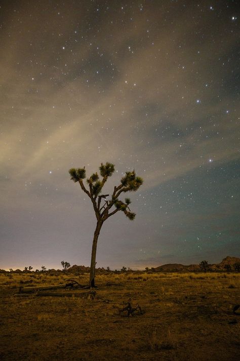 Joshua Tree House, The Joshua Tree, Desert Aesthetic, Joshua Tree California, Desert Animals, Desert Living, Animal Symbolism, Desert Vibes, Moon Photography