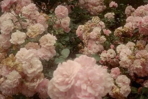 Ethereal Aesthetic, Nothing But Flowers, Sofia Coppola, Princess Aesthetic, Nature Aesthetic, What’s Going On, Marie Antoinette, Rococo, Pink Aesthetic