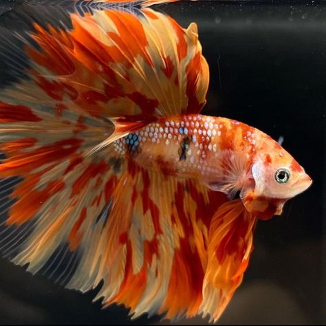 Pretty Beta Fish, Red Betta Fish, Orange Betta Fish, Purple Beta Fish, Conure Bird, Half Moon Betta Fish, Red And White Betta Fish, Koi Betta, Fish Gallery