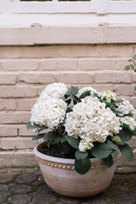 Entrance Plants, Hydrangeas In Pots, Fibrous Root, Hydrangea Planters, How To Grow Hydrangeas, Balcony Inspiration, Potted Plants Patio, Hydrangea Potted, Planter Arrangements