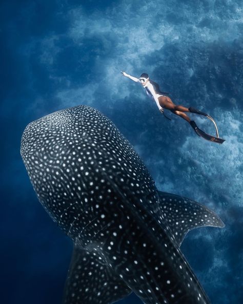 Whale Shark Snorkeling, Freediving Aesthetic, Maldives Diving, Diving Aesthetic, Freediving Photography, Whale Shark Diving, Swimming With Sharks, Swimming With Whale Sharks, Top Places To Travel