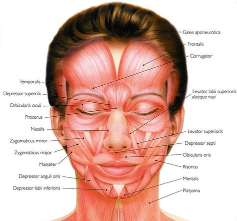 Face Muscles Facial Muscles Anatomy, Skin Anatomy, Face Mapping Acne, Muscles Of The Face, Facial Bones, Facial Anatomy, Face Anatomy, Face Mapping, Facial Aesthetics