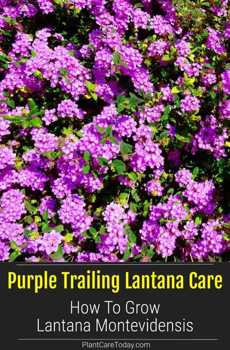 Purple Trailing Lantana Plant (Lantana Montevidensis) low-growing shrub, trailing growth, clusters of purple flowers, coarsely-toothed hairy leaves. [DETAILS] Purple Trailing Lantana, Lantana Purple, Trailing Lantana, Trailing Lantana Landscaping, Purple Lantana Landscapes, Lantana Landscaping Front Yards, Lantana Landscaping, Purple Lantana, Lantana Flower