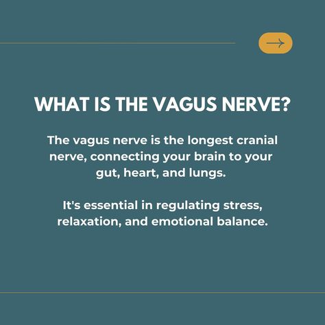 Last week, we spoke about polyvagal theory and the three states of the nervous system. This week, we’re diving deeper into the magic of our bodies, focusing on the vagus nerve and how it can transform your mental health through breathwork. 🌿✨  The vagus nerve is like your body’s built-in reset button. Running from your brain down through your body, it’s responsible for regulating crucial functions like your heart rate, digestion, and stress responses. When you activate this nerve, you can shi... Polyvagal Theory, The Vagus Nerve, Cranial Nerves, Vagus Nerve, Reset Button, The Nervous System, Your Brain, Nerve, Nervous System