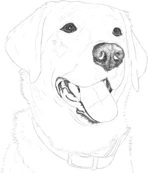 Lab Drawing Easy, Labrador Sketch Easy, Animal Outline Drawing, Labrador Drawing Simple, Labrador Retriever Sketch, Labrador Retriever Drawing, Labrador Sketch, Labrador Outline, Dog Sketch Labrador