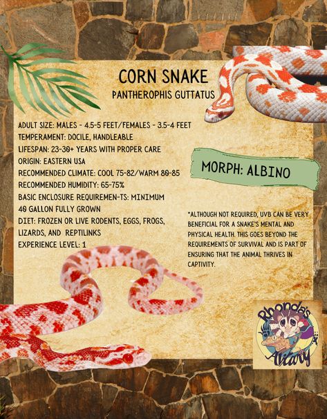 ARRIVING WEDNESDAY- ALBINO CORNSNAKE #RhondasAviary Corn Snake Cute, Corn Snake Enclosure Ideas, Corn Snake Enclosure, Corn Snakes, Snake Enclosure, Corn Snake, Pet Snake, Reptiles And Amphibians, Rodents