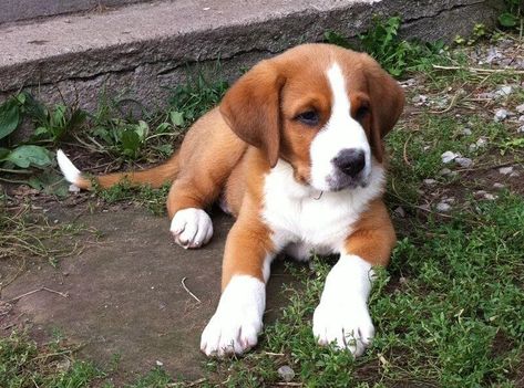 20 St. Bernard Mixed Breed Dogs: Big Doggies With Big Hearts! | Page 6 of 7 | The Dogman Saint Bernard Mix, St Bernard Mix, Saint Bernard (dog), Dogs Big, St Bernard Puppy, Big Hearts, Greater Swiss Mountain Dog, Swiss Mountain Dogs, Breed Dogs