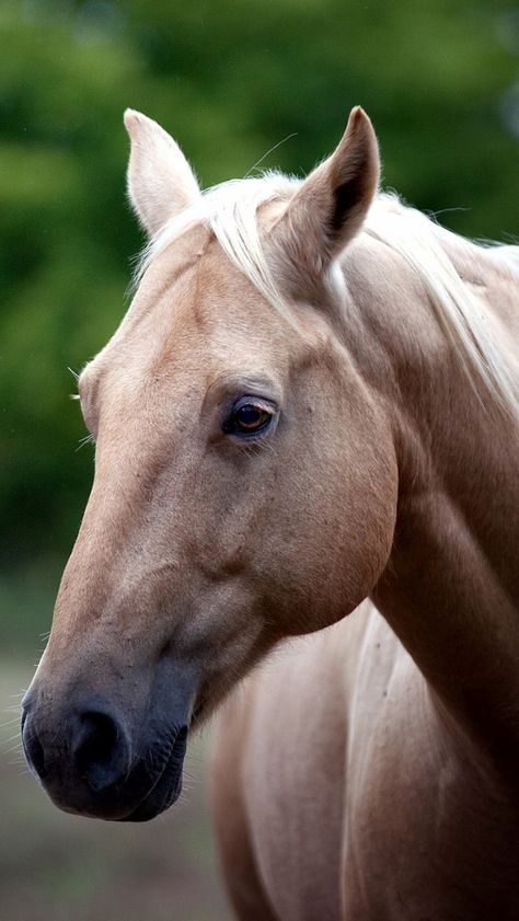 Horse Head, Trees, Hair