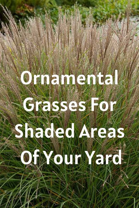 ornamental grasses for shade Grasses For Shaded Areas, Front Yard Landscaping Shaded Area, Landscaping For Shaded Areas, Landscaping Shaded Areas, Shade Grasses Ornamental, Shaded Landscape Ideas, Shady Front Yard Landscaping, Shady Backyard Landscaping, Shade Landscaping Front Yard